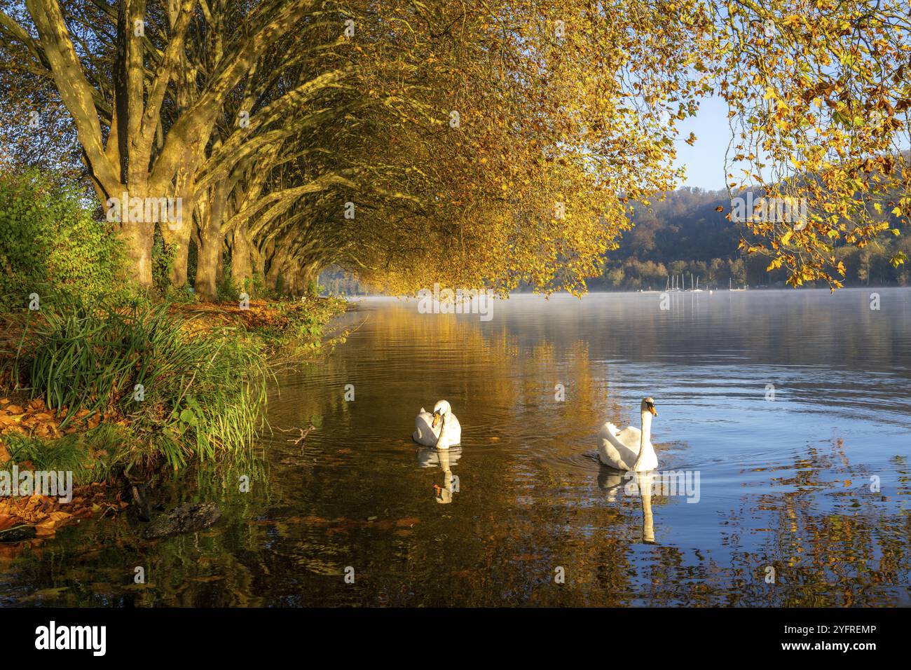 Colori autunnali presso Platanen Allee, Hardenberg Ufer, sentiero sul lago Baldeney, vicino alla Haus Scheppen, cigni, Essen, Renania settentrionale-Vestfalia, Foto Stock