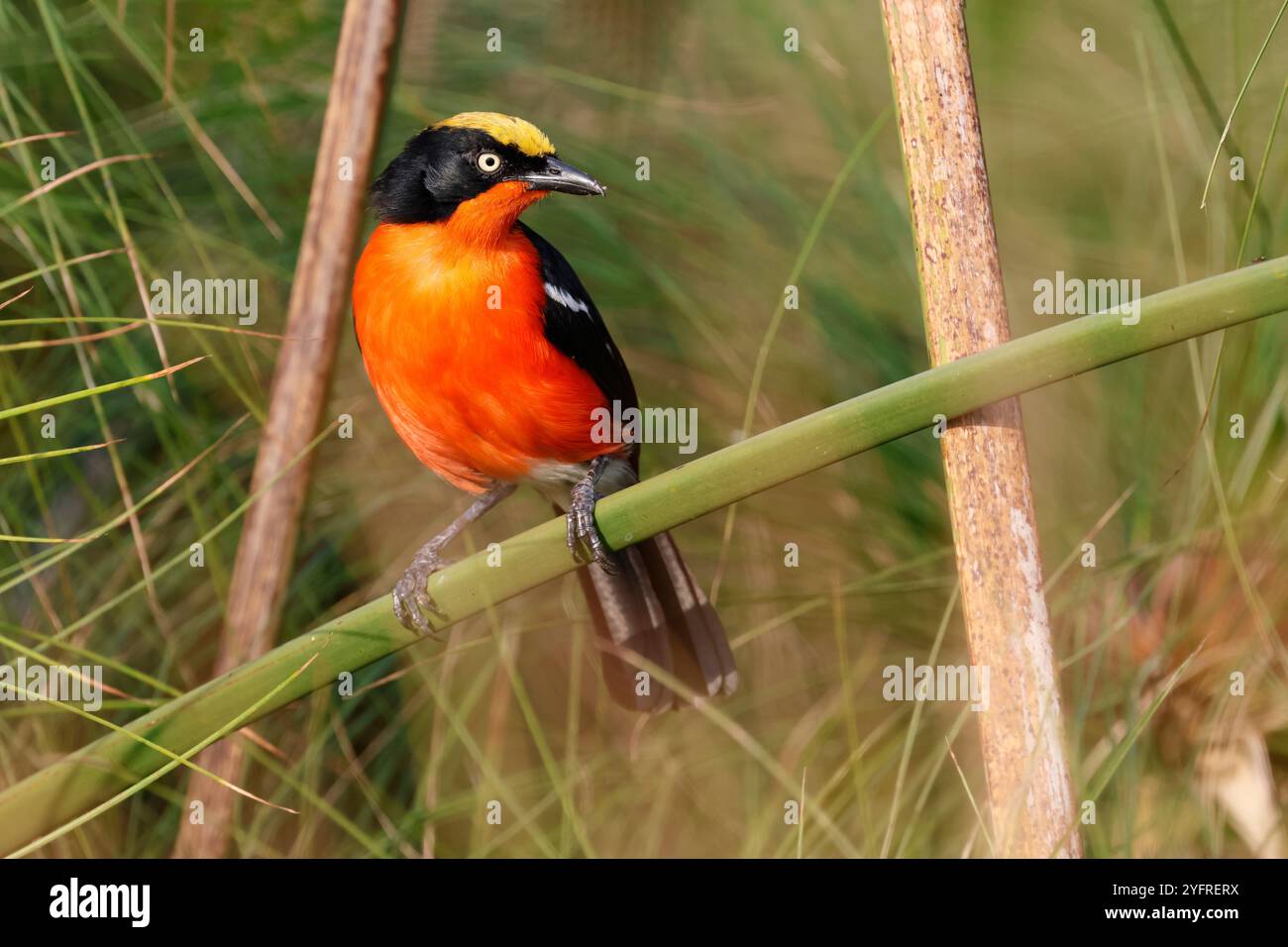 Papiro Gonolek, Laniarius mufumbiri, canale di Kazinga, Parco Nazionale della Regina Elisabetta, Uganda. Foto Stock