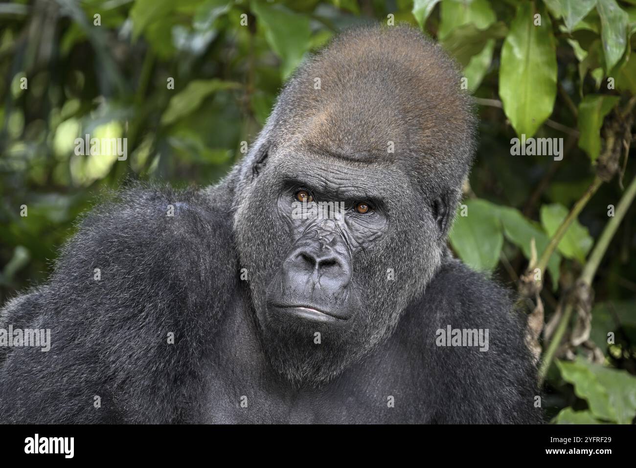 Gorilla di pianura occidentale (Gorilla gorilla gorilla) nella riserva naturale Lesio-Louna, vicino a Moembe, dipartimento dell'altopiano, Repubblica del Congo Foto Stock