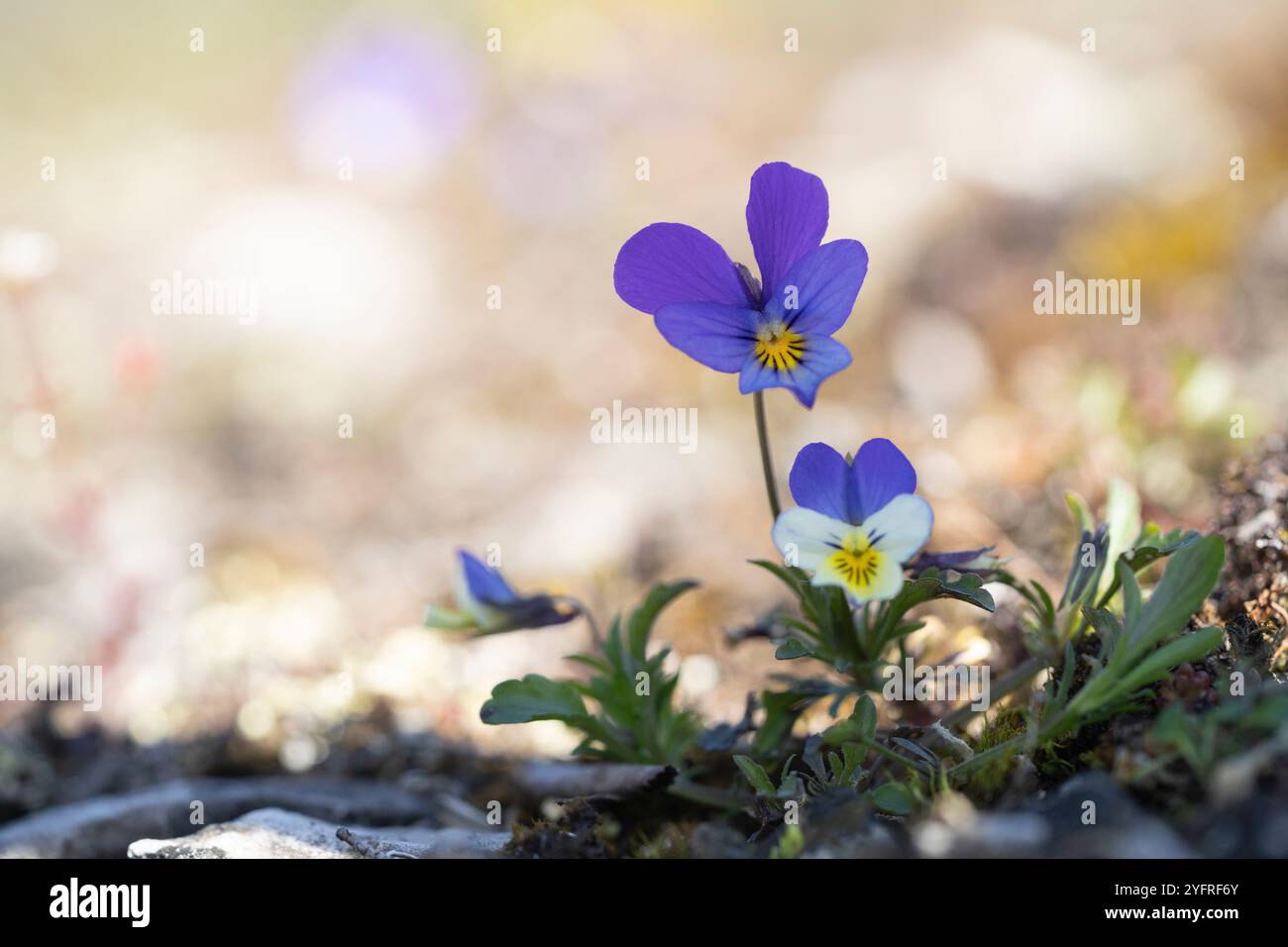 Pansia selvatica (Viola tricolor). Viola tricolor L., 1753 sinonimi Johnny Jump Up Heartsease Heart's Ease Heart's Delight Tickle-my-Fancy Jack-jump-up Foto Stock