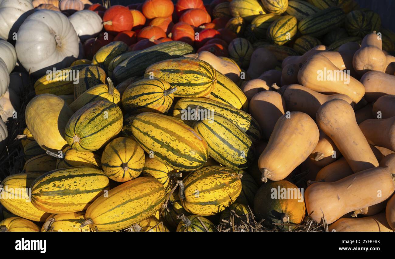 Zucche varie in vendita, butternut, butternut, hokkaido rosso, spaghetti squash, retail, Stoccarda, Baden-Wuerttemberg, Germania, Europa Foto Stock Zucche varie in vendita, butternut, butternut, hokkaido rosso, spaghetti squash, retail, Stoccarda, Baden-Wuerttemberg, Germania, Europa Foto Stock