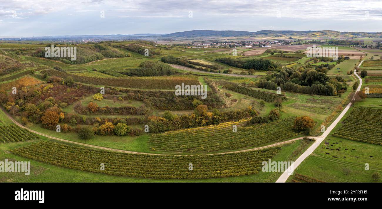 Vista aerea, paesaggio autunnale con vigneti, Alberndorf, Pulkautal, Weinviertel, bassa Austria, Austria, Europa Foto Stock