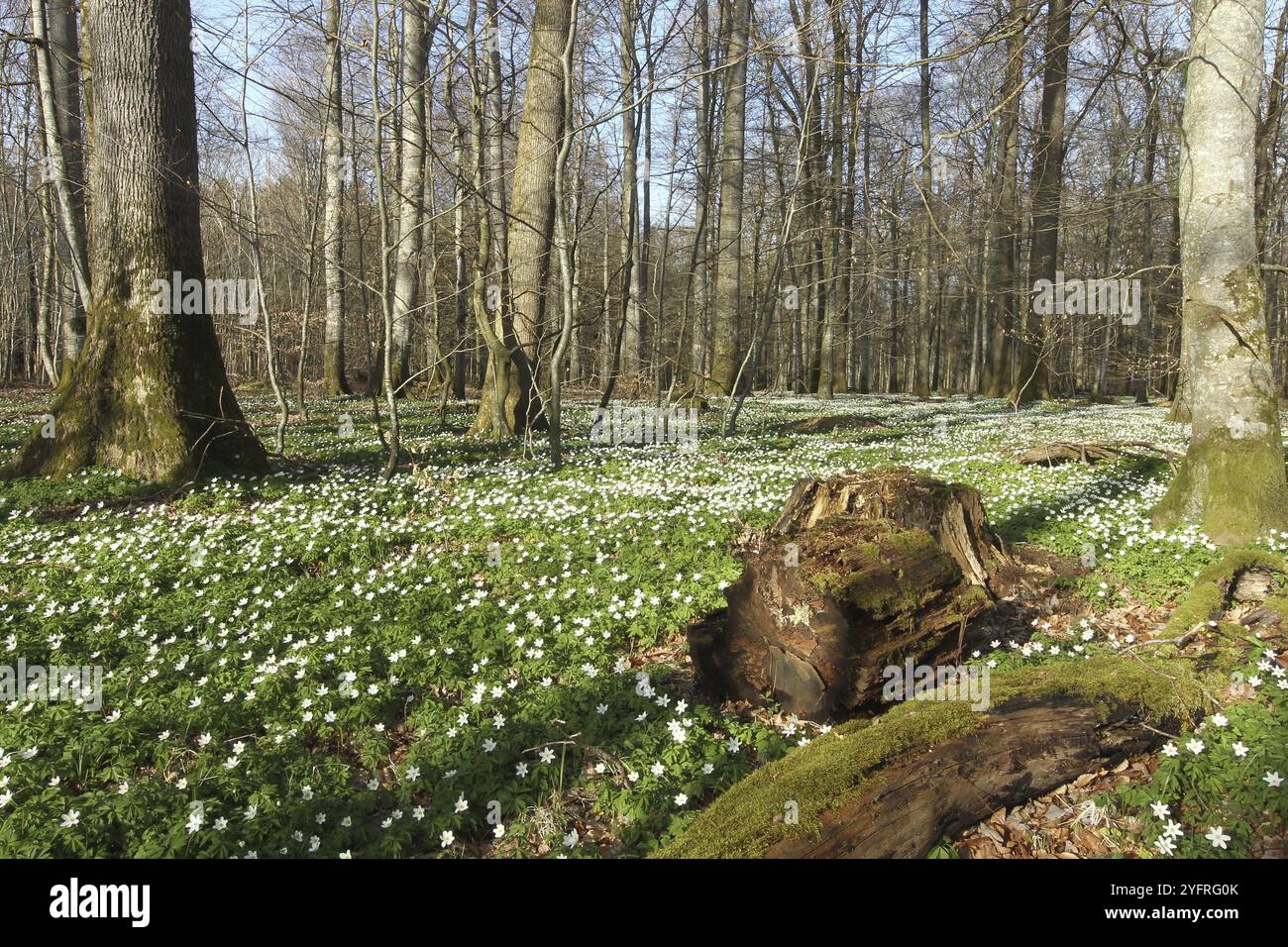 Anemone di legno (Anemone nemorosa) tappeto di fiori nella foresta decidua, Allgaeu, Baviera, Germania, Allgaeu/Baviera, Germania, Europa Foto Stock