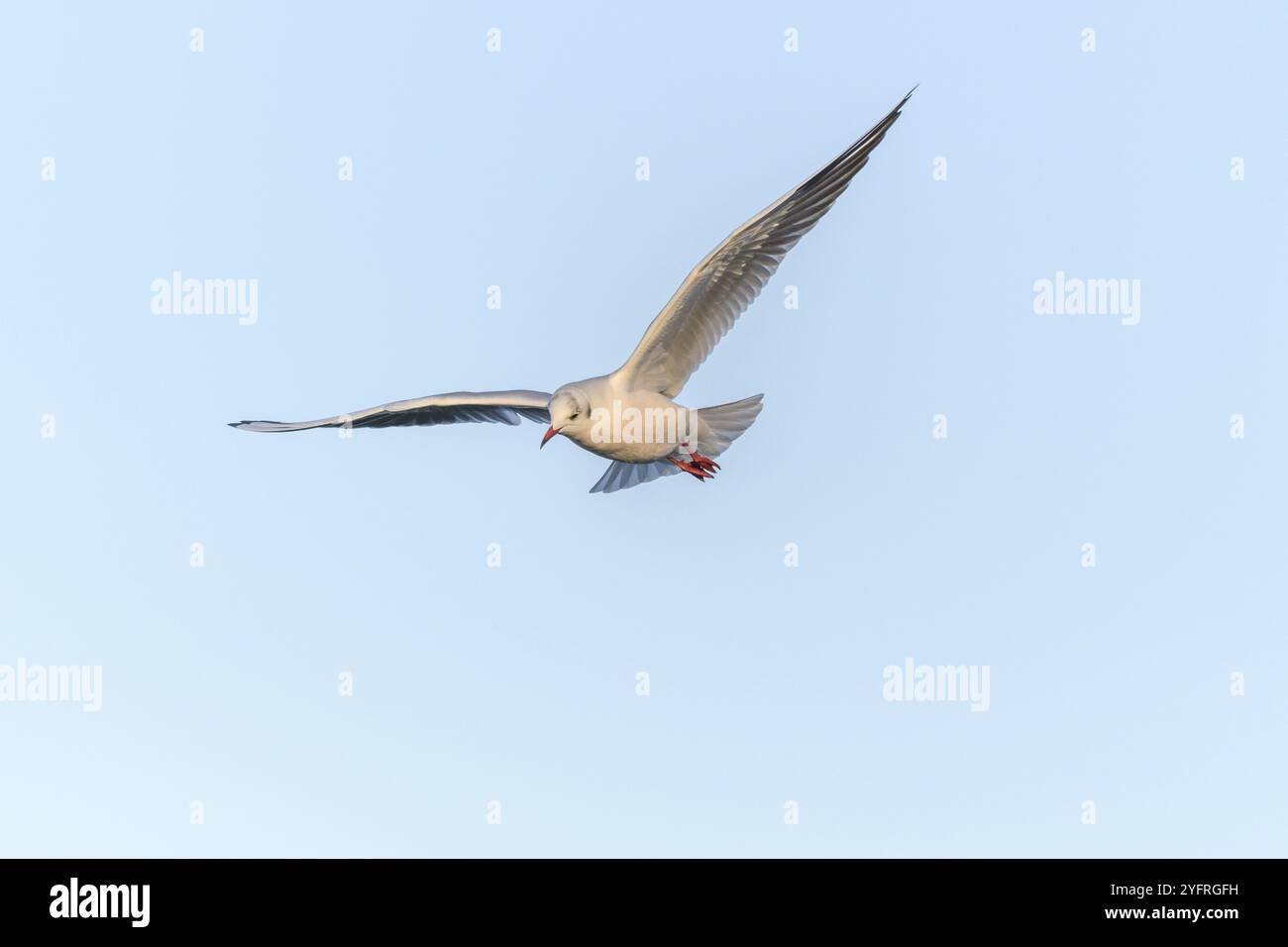 Gabbiano dalla testa nera (Chroicocephalus ridibundus) in volo nel cielo. BAS-Rhin, Alsazia, Grand Est, Francia, Europa Foto Stock