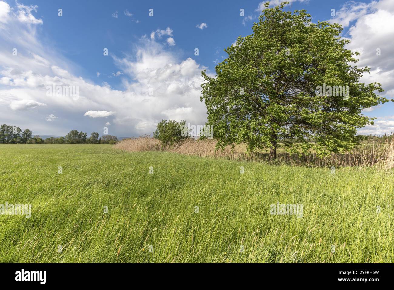 Prato naturale in una giornata di primavera assolata. BAS Rhin, Alsazia, Francia, Europa Foto Stock