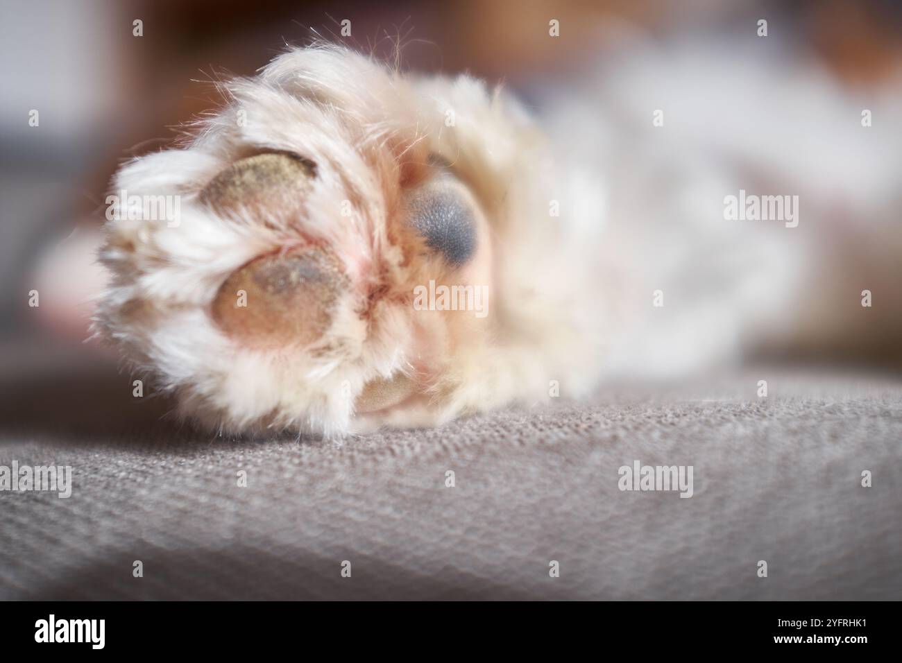 Carino Cavalier King Charles Spaniel zampa Foto Stock