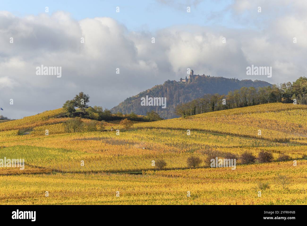 Vigneto con foglie gialle dopo la vendemmia autunnale vicino alla strada della vite in Alsazia, Francia, Europa Foto Stock