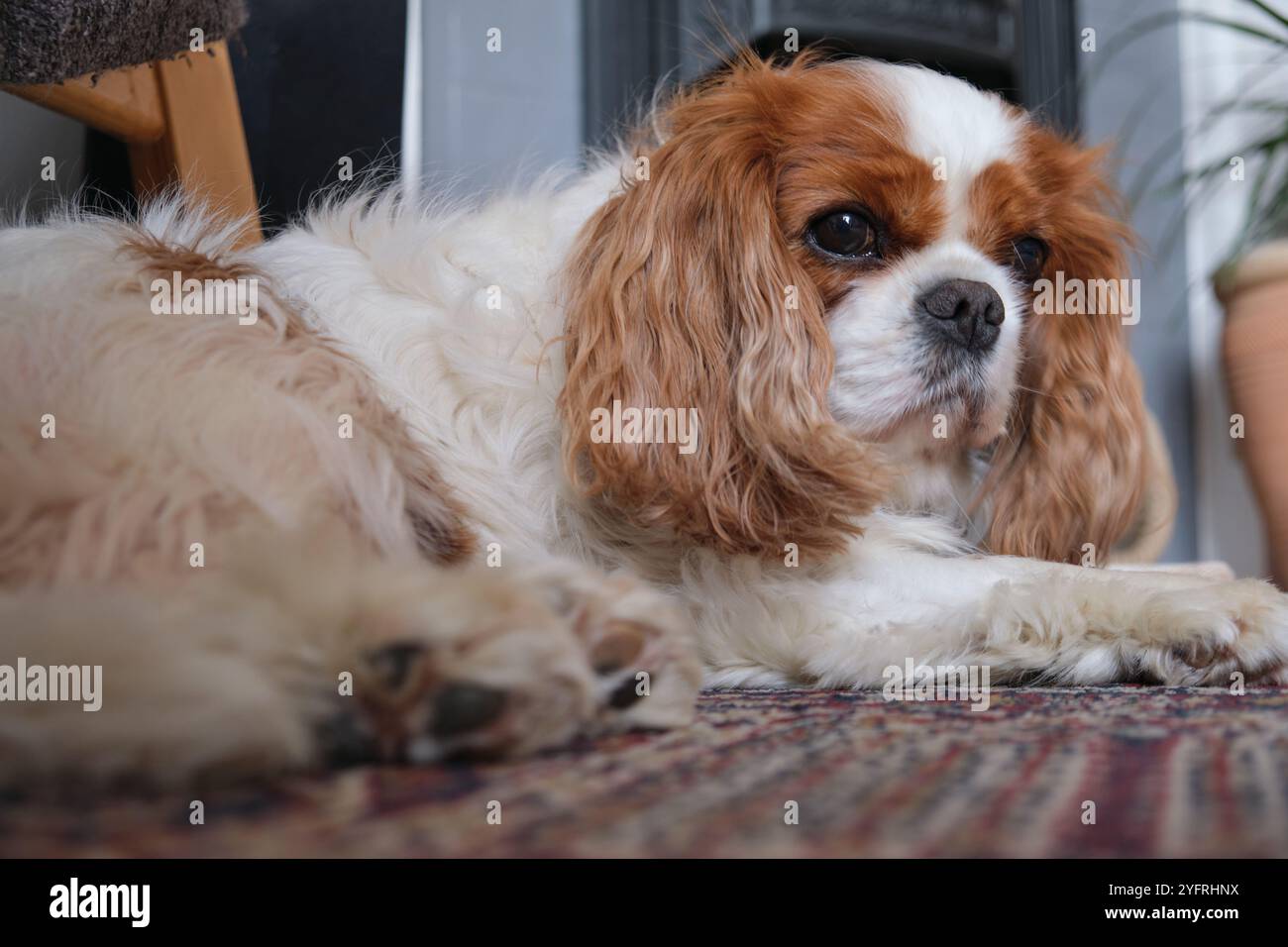 Re Charles Cavalier Spaniel sdraiato sul tappeto Foto Stock
