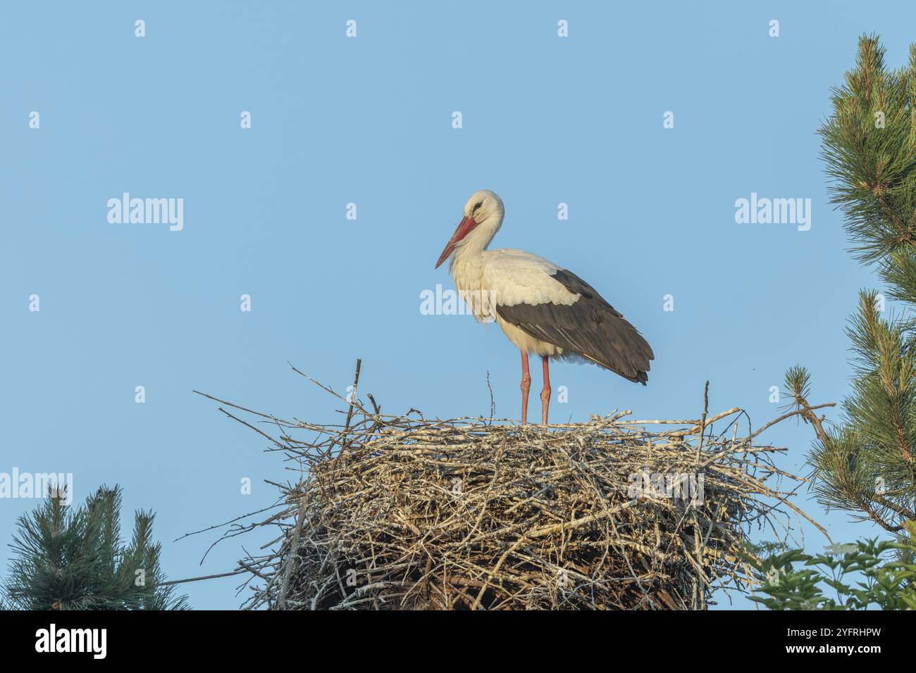 Cicogna bianca (ciconia ciconia) sul nido. BAS-Rhin, Collectivite europeenne d'Alsace, Grand Est, Francia, Europa Foto Stock