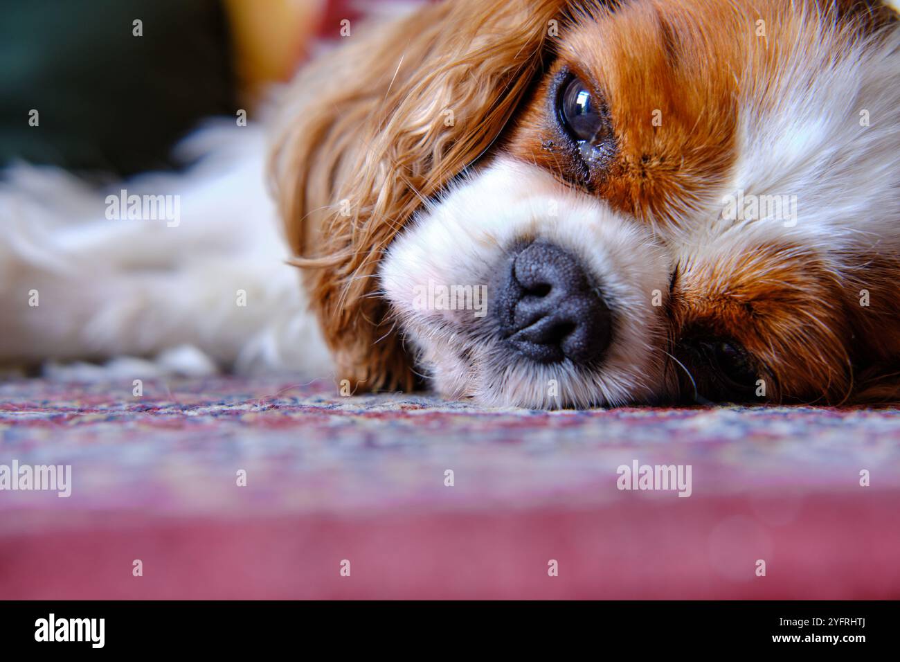 Re Charles Cavalier Spaniel sdraiato sul tappeto Foto Stock