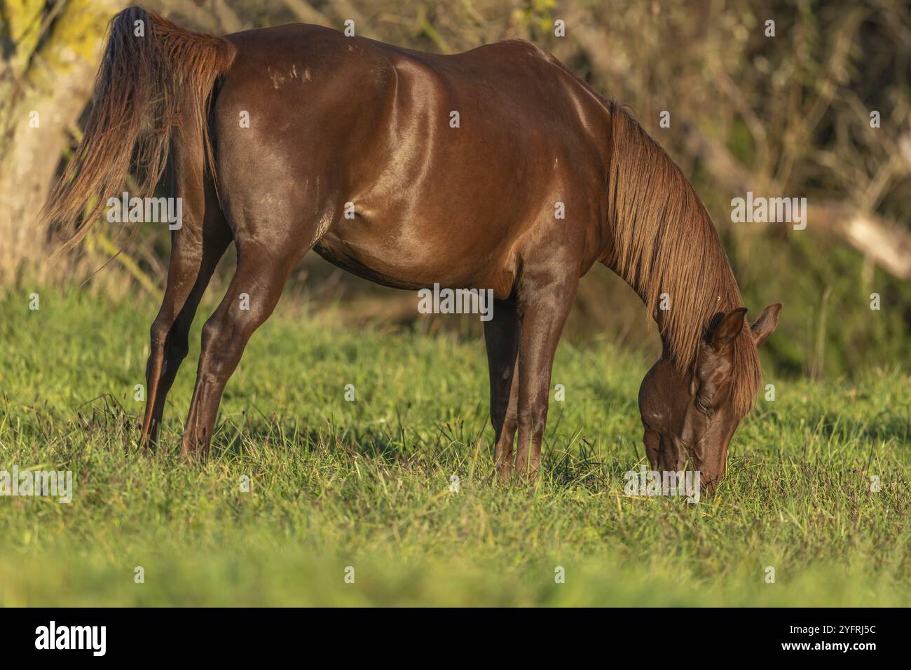 Ritratto di cavallo in un pascolo in autunno. Alsazia, Francia, Europa Foto Stock