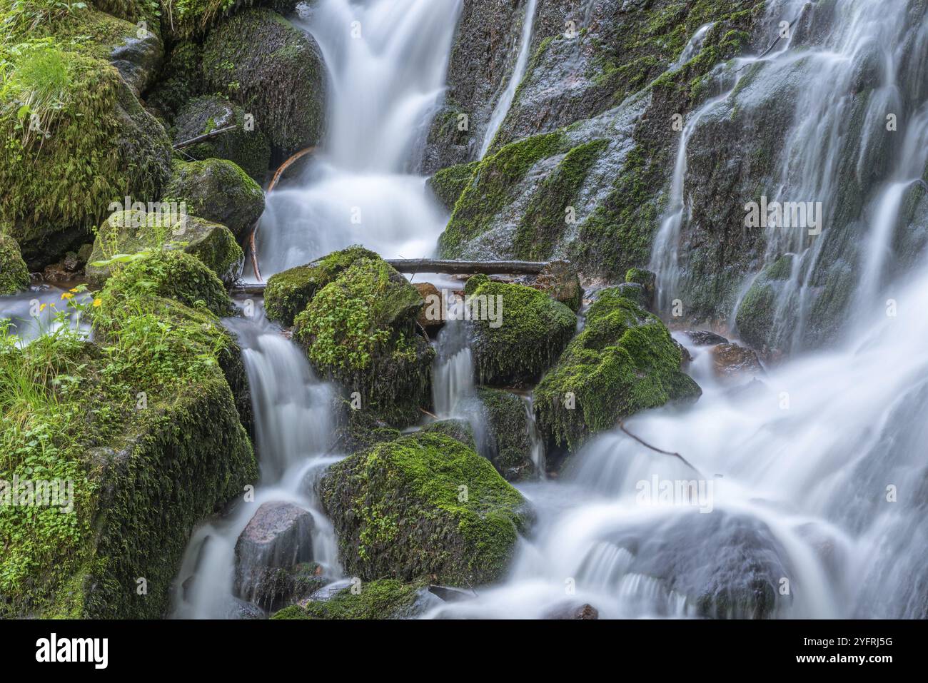 Cascate fresche e belle in un torrente di montagna in primavera. La Serva, Champ du feu, Vosgi, Alsazia, Francia, Europa Foto Stock