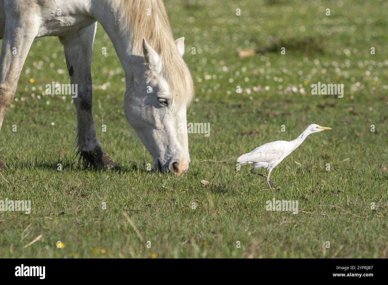 Ritratto a cavallo della Camargue in un pascolo nel parco nazionale della Camargue. Provenza-Alpi-Costa Azzurra, Francia, Europa Foto Stock