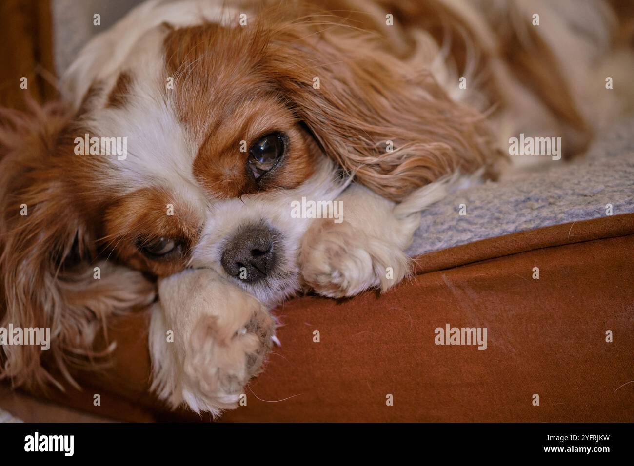 Re Charles Cavalier Spaniel sembra assonnato nel suo cestino Foto Stock