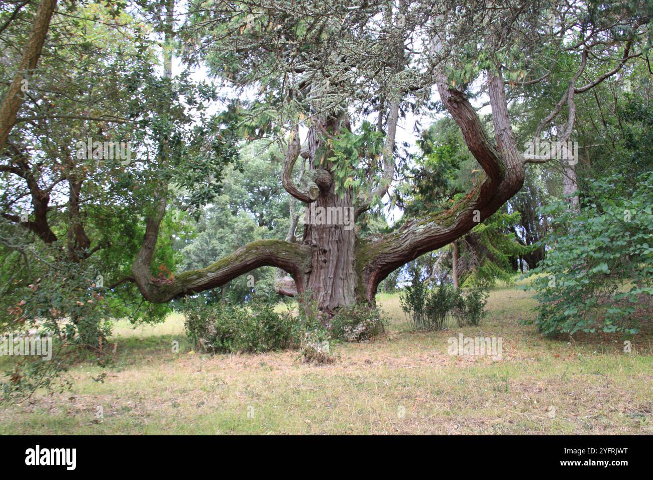 Albero antico Foto Stock