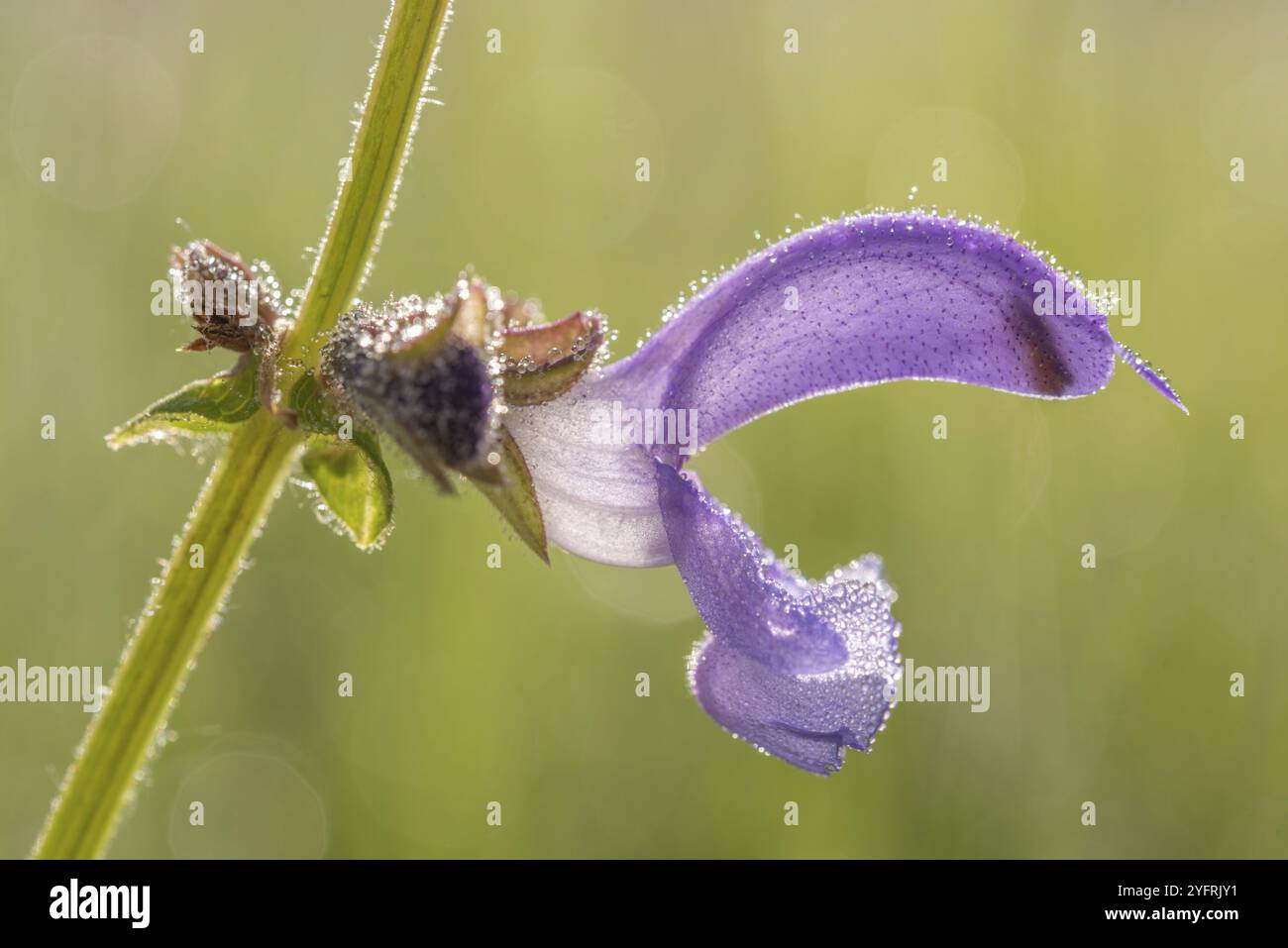 Fiore di salvia in una radura nel mezzo di una foresta Foto Stock