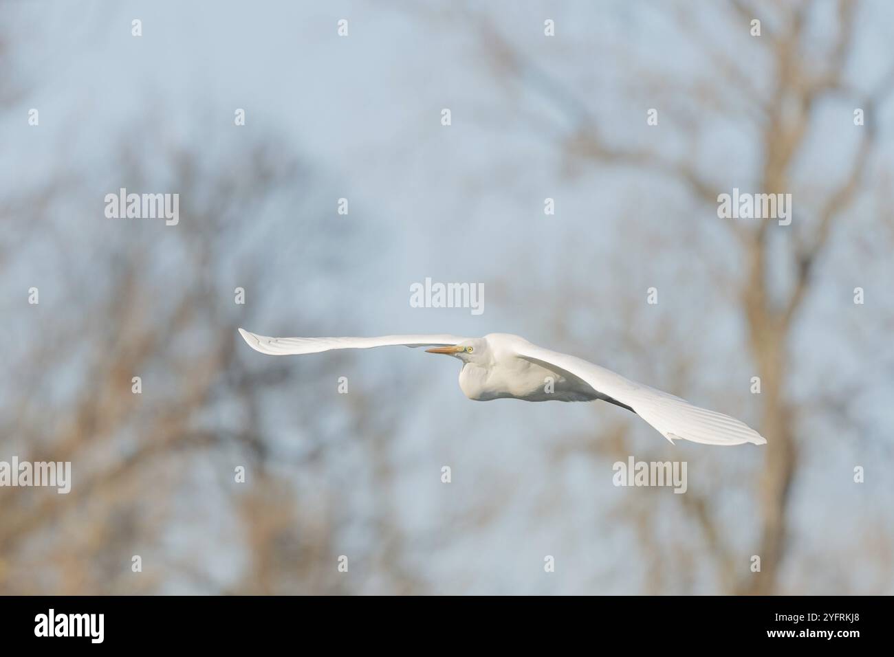 Grande egret (Ardea alba) in volo nel cielo, Bas-Rhin, Alsazia, Grand Est, Francia, Europa Foto Stock