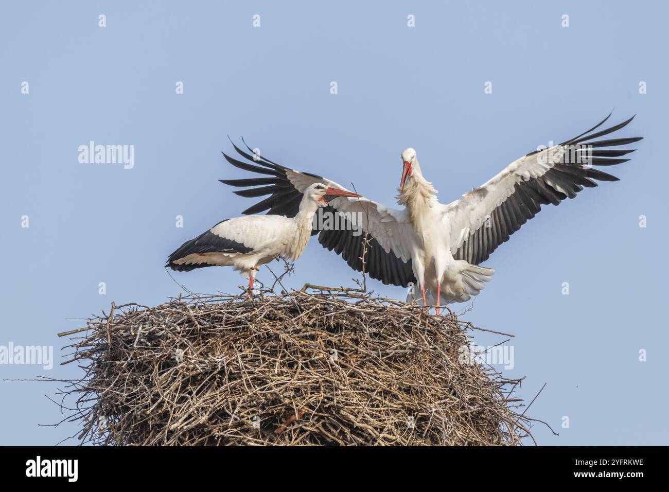 Cicogna bianca nel periodo del corteggiamento all'inizio della primavera, Bas-Rhin, Alsazia, Grand Est, Francia, Europa Foto Stock