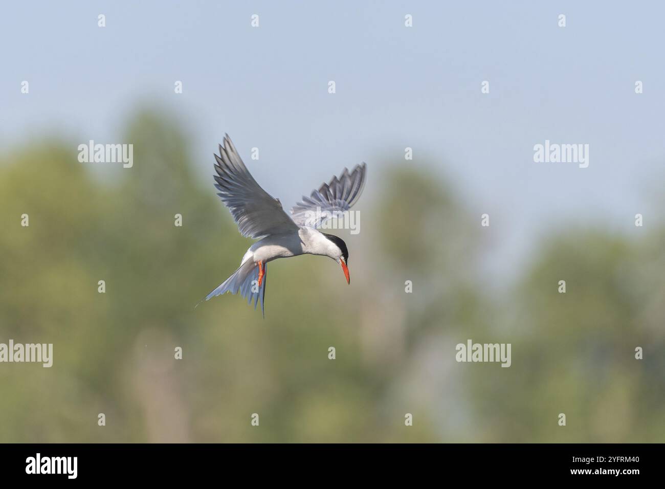 Terna comune (Sterna hirundo) che si libra su una palude. BAS Rhin, Alsazia, Francia, Europa Foto Stock