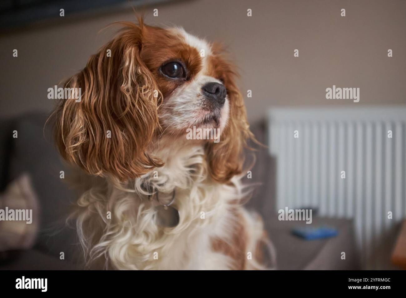 Re Charles Cavalier Spaniel è seduto su un divano che guarda verso la finestra. Foto Stock