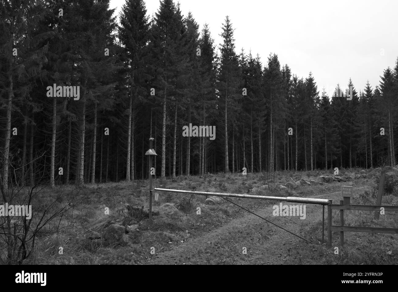 Skånes-Fagerhult, Skåne, Svezia. 5 novembre 2024. Paesaggio forestale svedese. Foto Stock