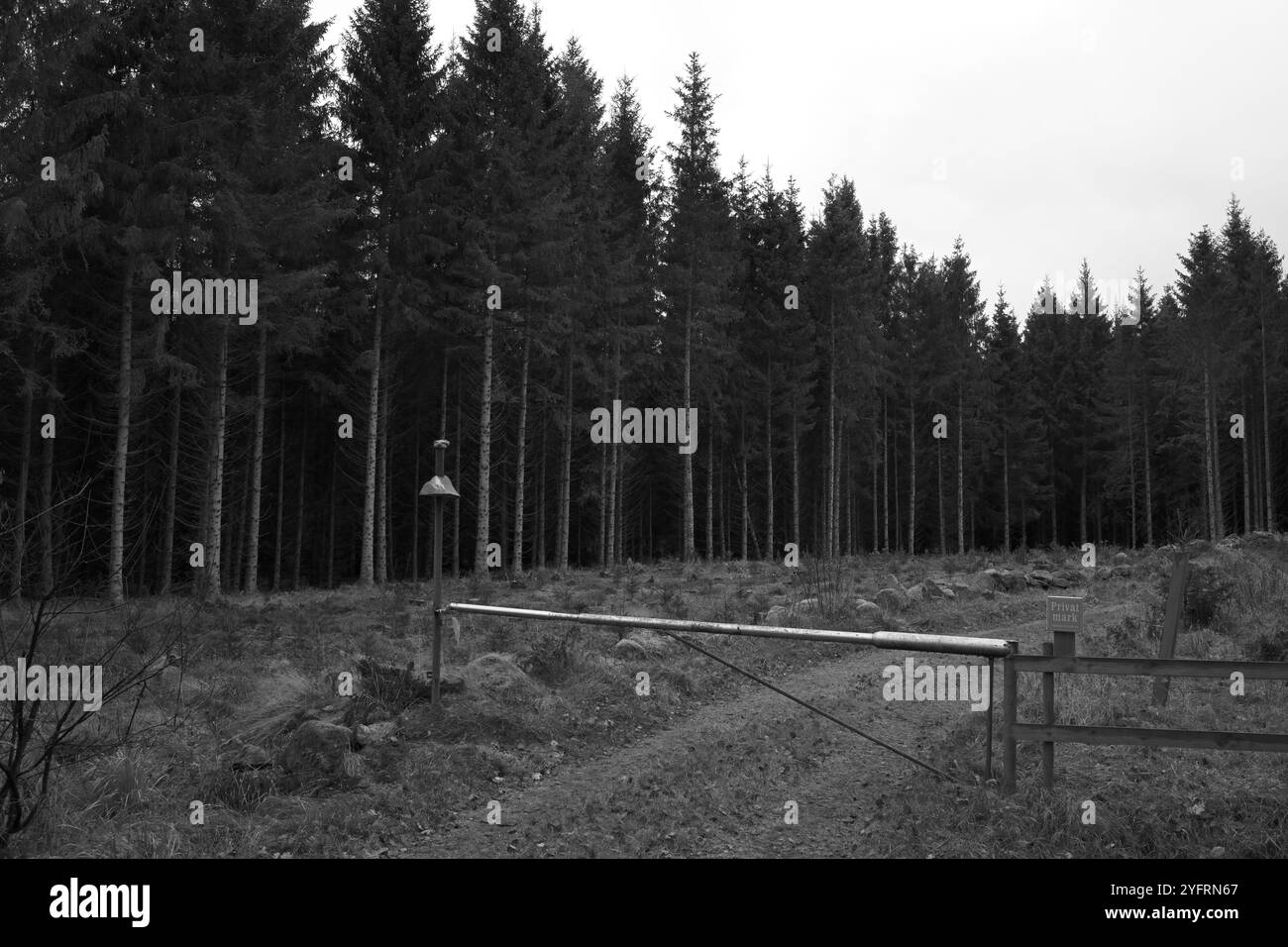 Skånes-Fagerhult, Skåne, Svezia. 5 novembre 2024. Paesaggio forestale svedese. Foto Stock