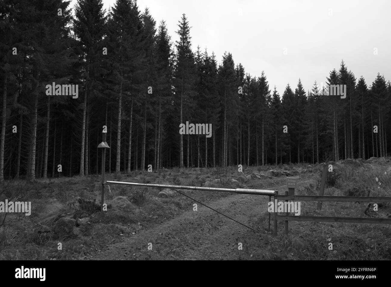 Skånes-Fagerhult, Skåne, Svezia. 5 novembre 2024. Paesaggio forestale svedese. Foto Stock