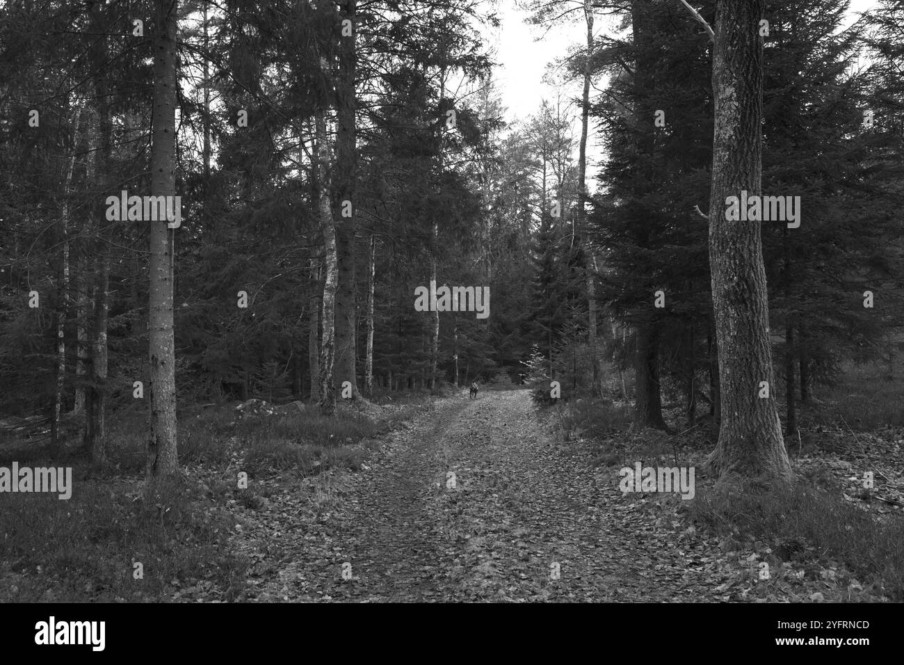 Skånes-Fagerhult, Skåne, Svezia. 5 novembre 2024. Paesaggio forestale svedese. Foto Stock