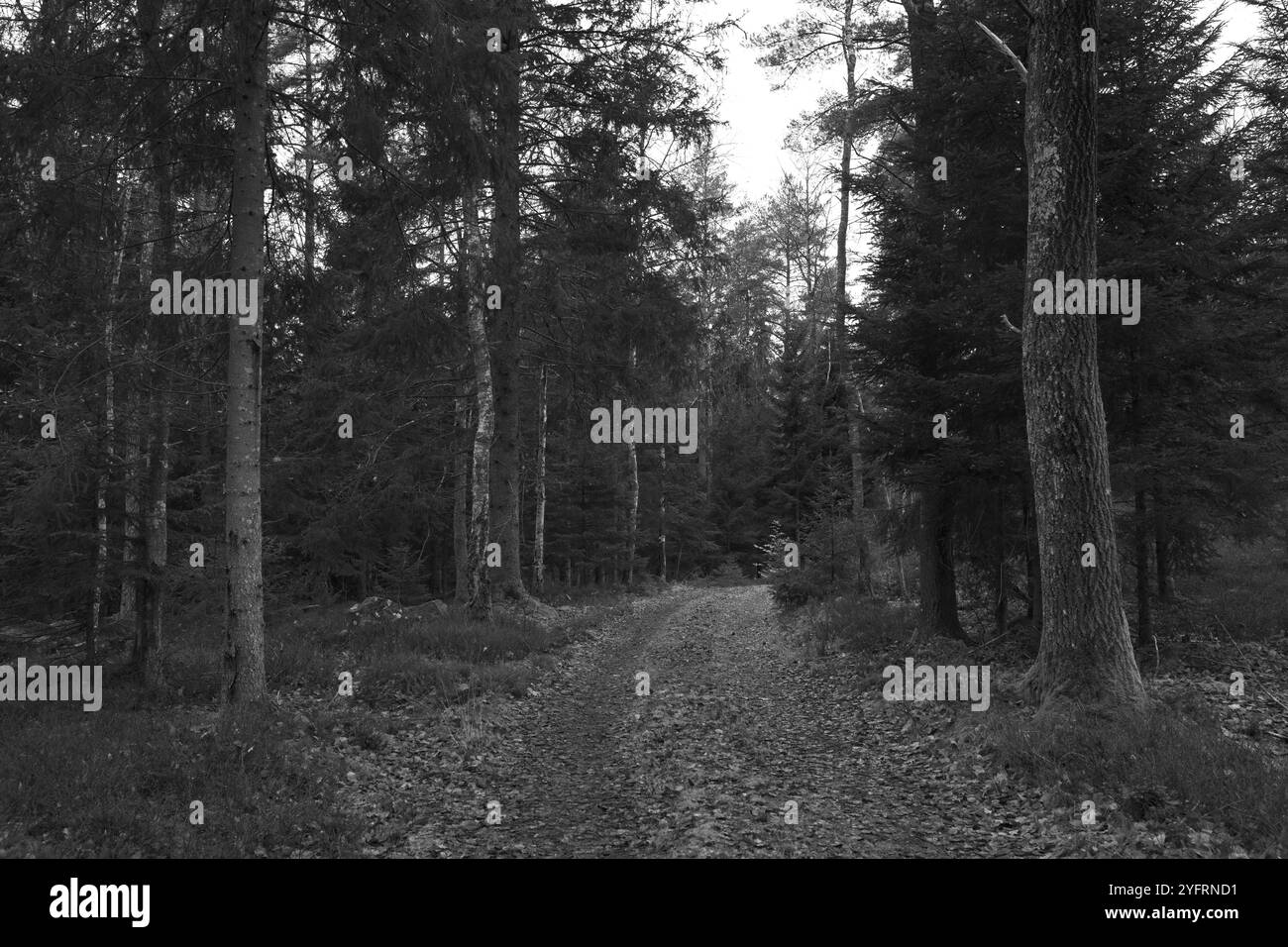 Skånes-Fagerhult, Skåne, Svezia. 5 novembre 2024. Paesaggio forestale svedese. Foto Stock