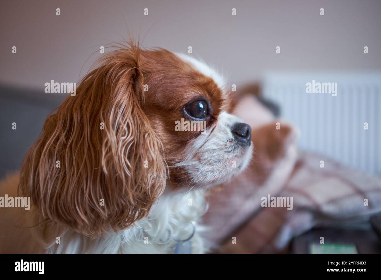 Re Charles Cavalier Spaniel da vicino guardando verso la finestra Foto Stock