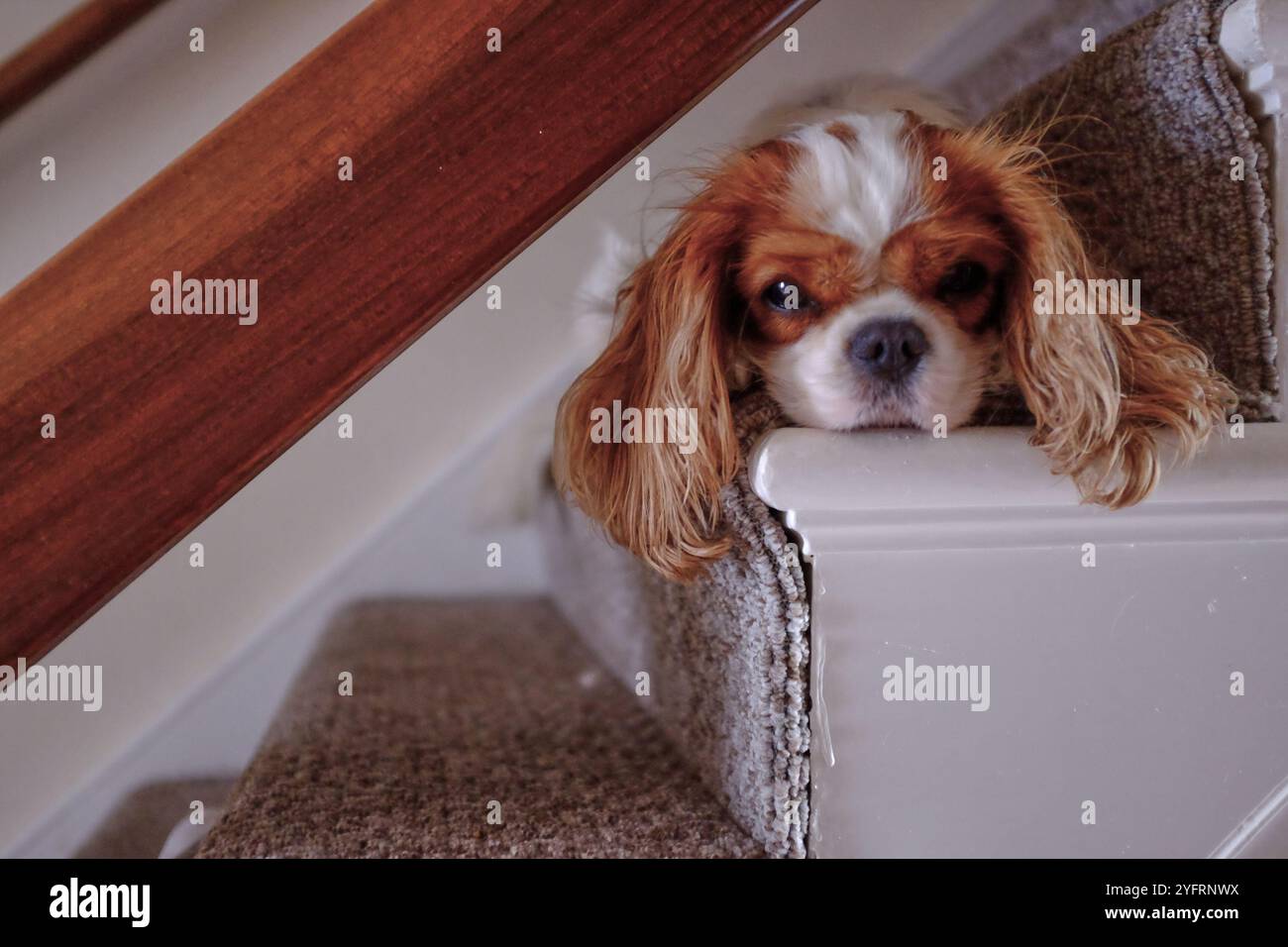 Re Charles Cavalier Spaniel adagiato sulle scale Foto Stock