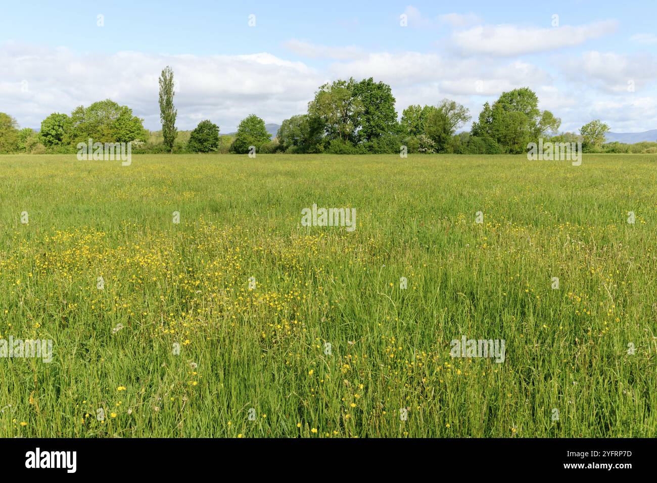 Prato in fiore con coppe gialle in primavera nella campagna francese. Alsazia Foto Stock