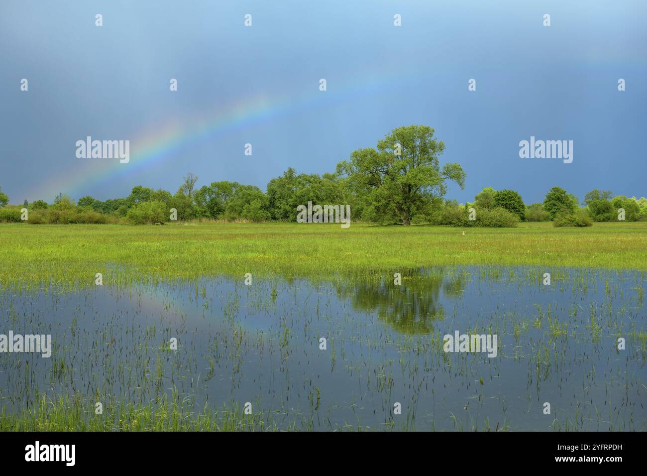 Arcobaleno su un prato allagato in primavera con il tempo piovoso. Francia, Alsazia Foto Stock