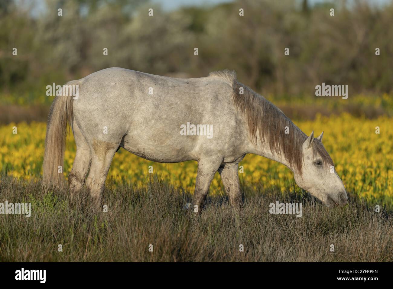 Cavallo della Camargue che si nutre in una palude piena di Iris gialli. Saintes Maries de la Mer, Parc naturel Regional de Camargue, Arles, Bouches du Rhone, Provenc Foto Stock