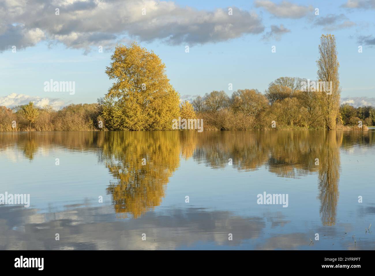 Prato allagato dopo forti piogge. Paesaggio autunnale. BAS-Rhin, Collectivite europeenne d'Alsace, Grand Est, Francia, Europa Foto Stock