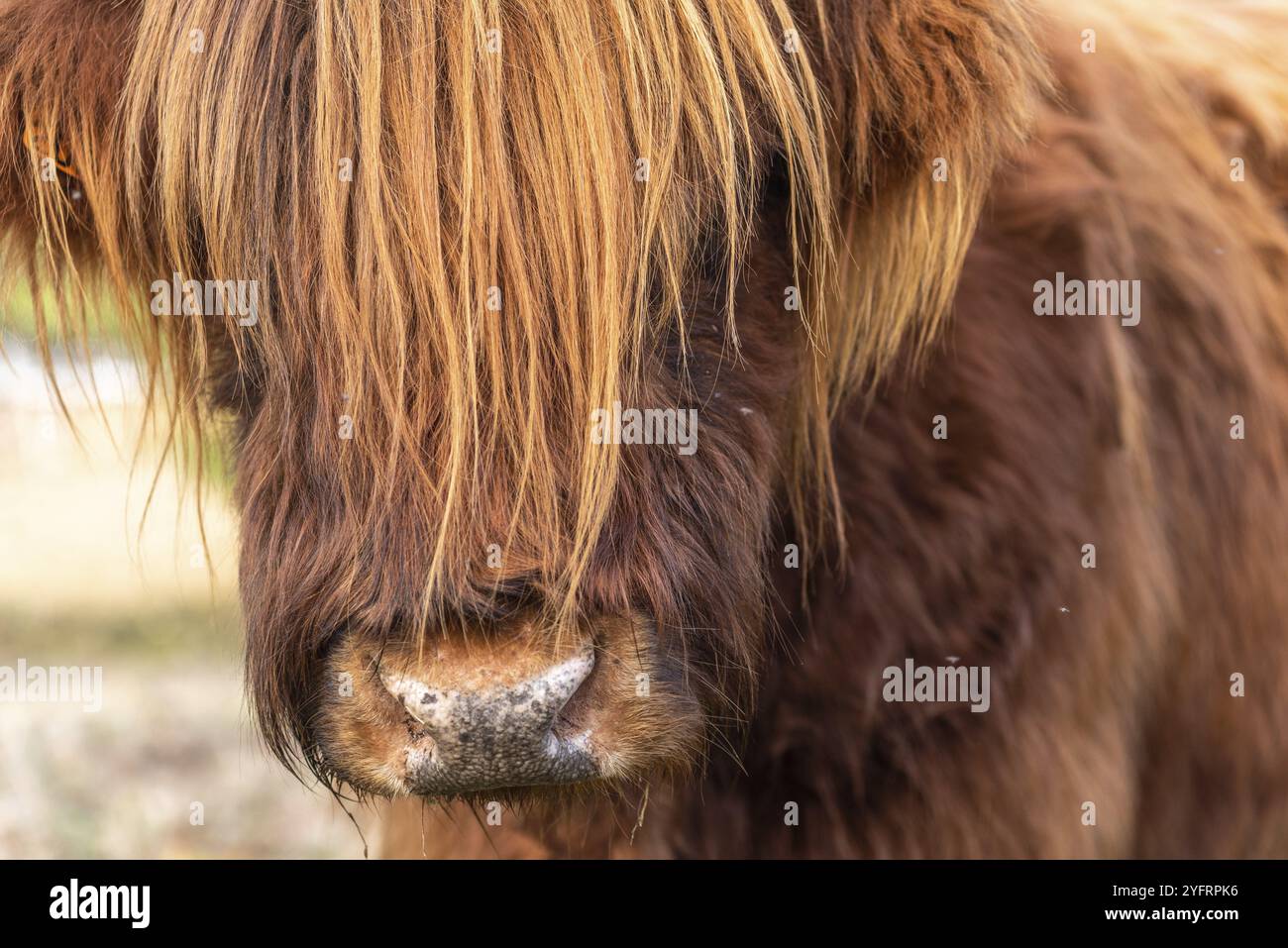 Ritratto di bestiame delle Highland in un pascolo nella campagna francese Foto Stock