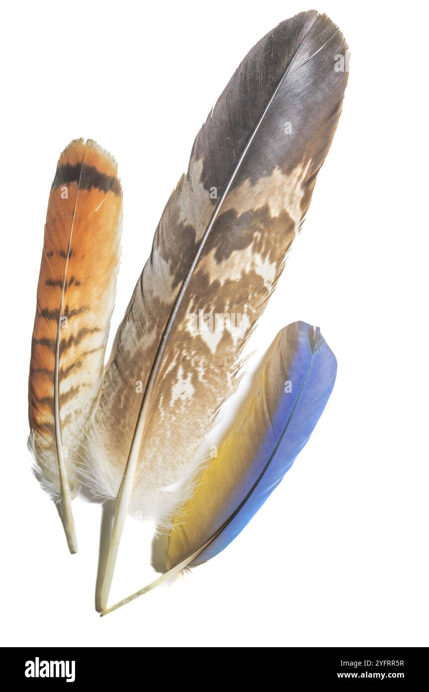 Piume di uccelli su sfondo bianco. Ritaglio. Colori naturali Foto Stock