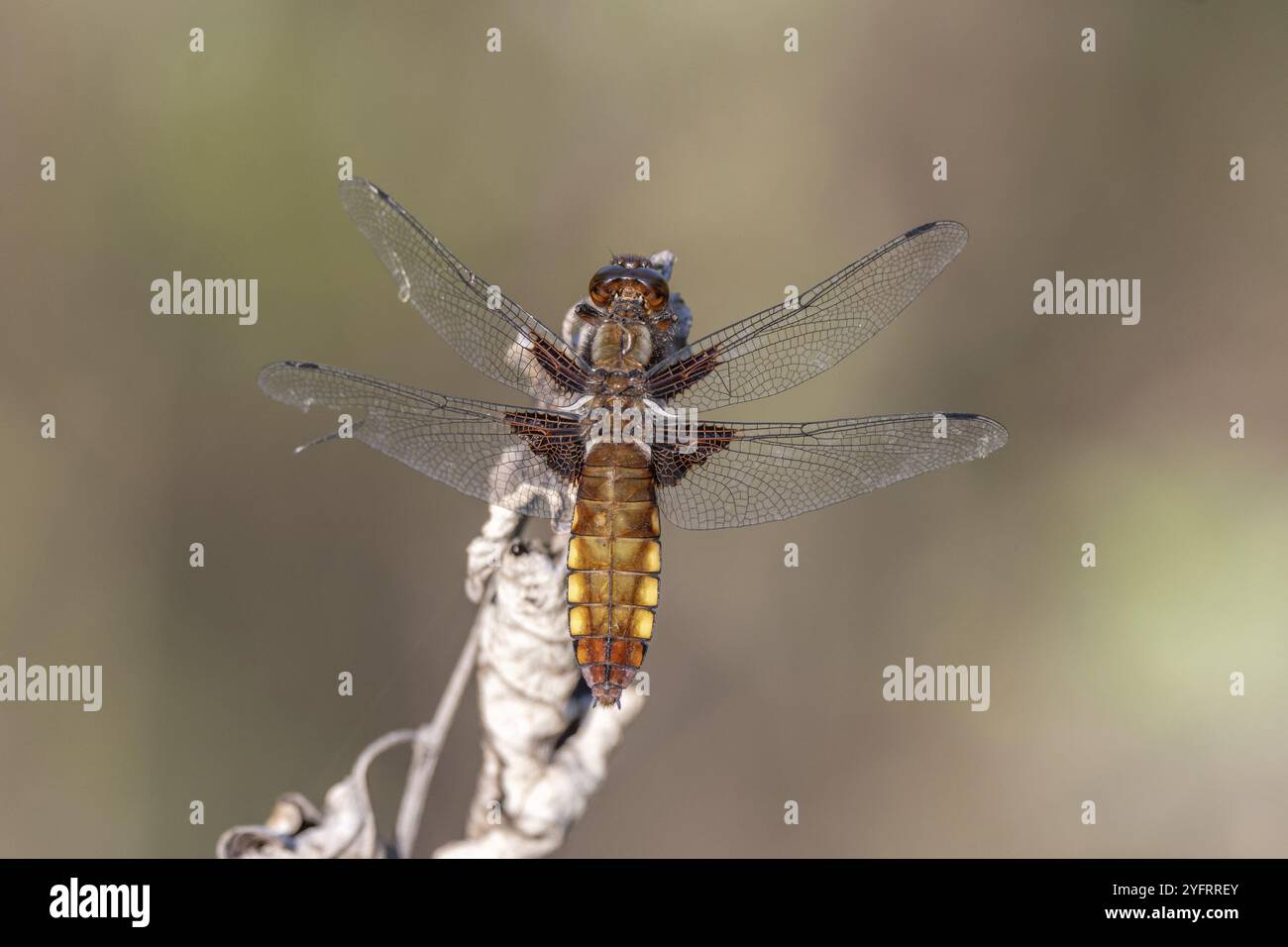 Chaser (Libellula depressa) femminile dal corpo ampio arroccato su un fusto ai margini di una palude. BAS Rhin, Alsazia, Francia, Europa Foto Stock