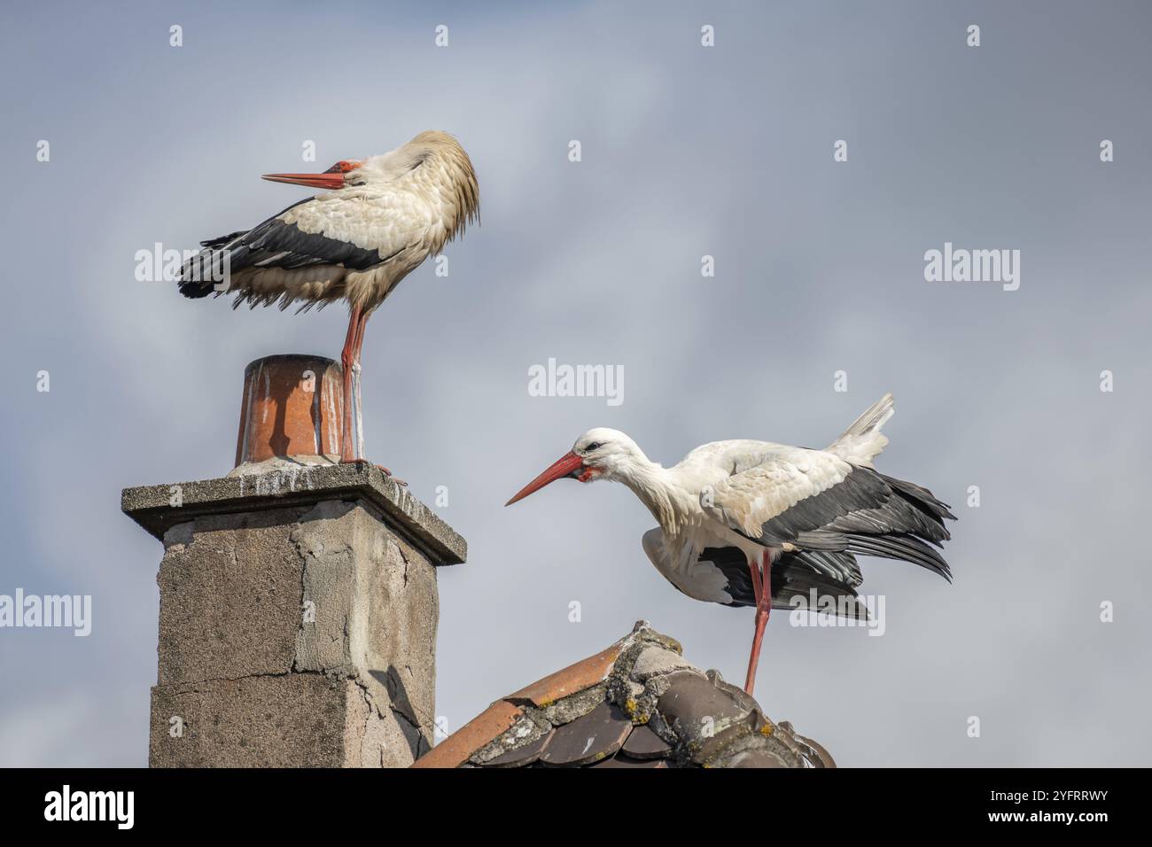 Un paio di cicogna bianca (ciconia ciconia) in mostra corteggiamento nel tardo inverno Foto Stock