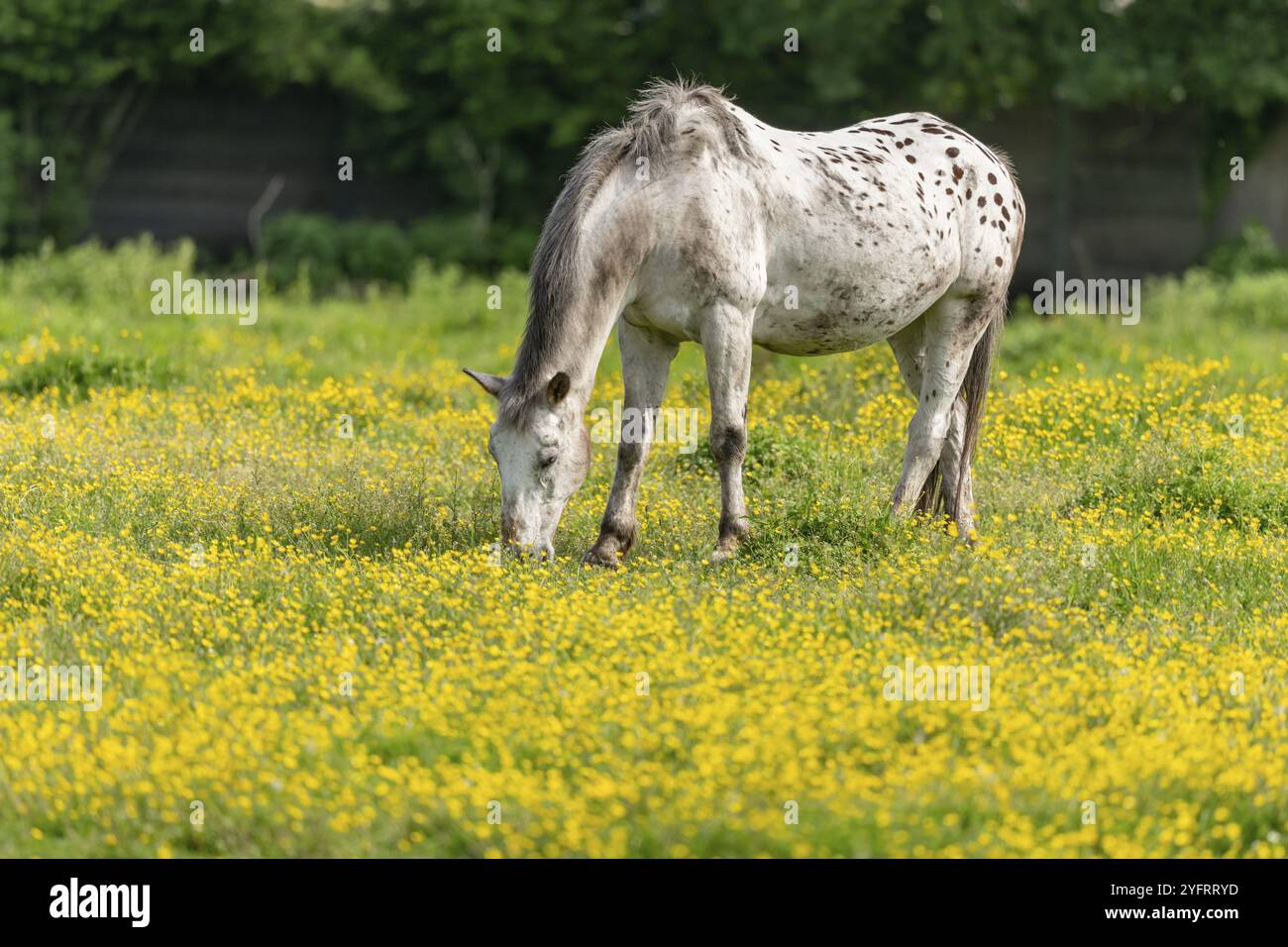 Cavallo in un pascolo verde pieno di tazzine gialle. BAS-Rhin, Collectivite europeenne d'Alsace, Grand Est, Francia, Europa Foto Stock