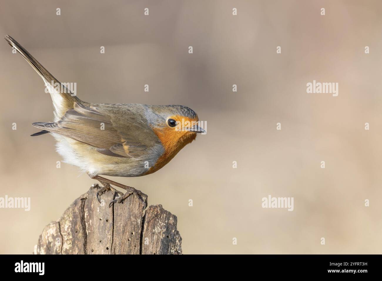 Robin europeo (erithacus rubecula) arroccato su un ramo nella foresta in inverno. Alsazia, Francia, Europa Foto Stock