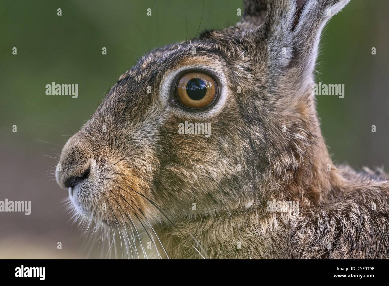 Ritratto di lepre europea (Lepus europaeus) lepre marrone seduta a terra osservando l'ambiente circostante in un prato. Kaiserstuhl, Friburgo-en-Brisga Foto Stock