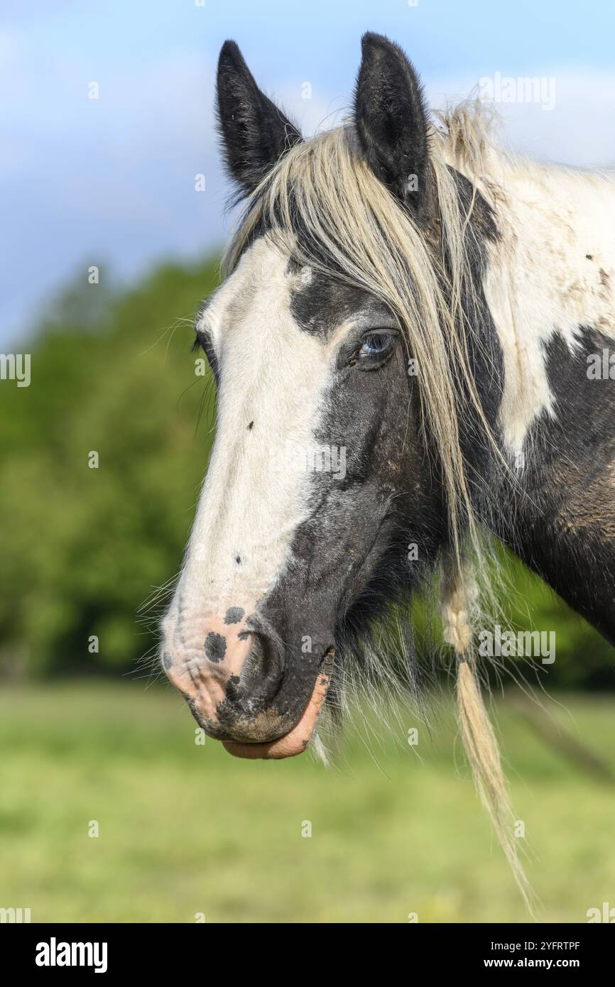 Ritratto di un cavallo di pannocchia irlandese con gli occhi blu. Pascolo della campagna francese in primavera Foto Stock