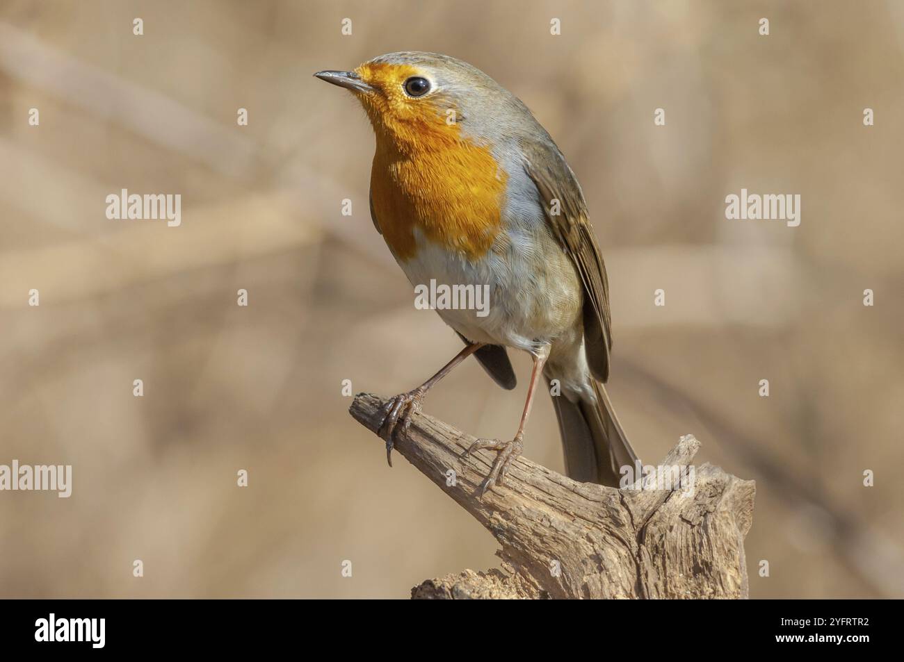 Robin europeo (erithacus rubecula) che riposa nella foresta in inverno. Alsazia, Francia, Europa Foto Stock