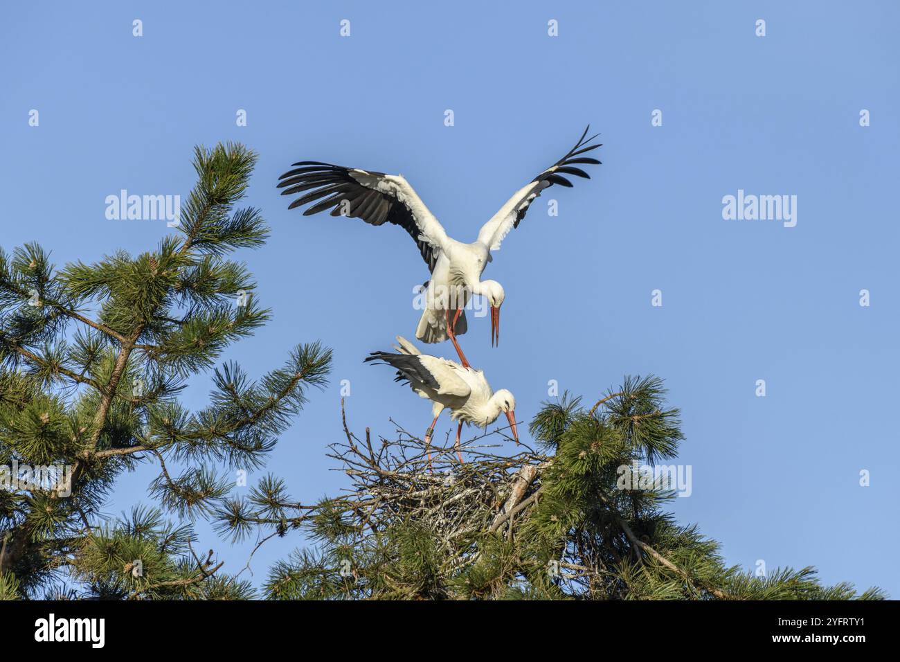 Cicogna bianca nel periodo del corteggiamento all'inizio della primavera, Francia, Alsazia, Europa Foto Stock