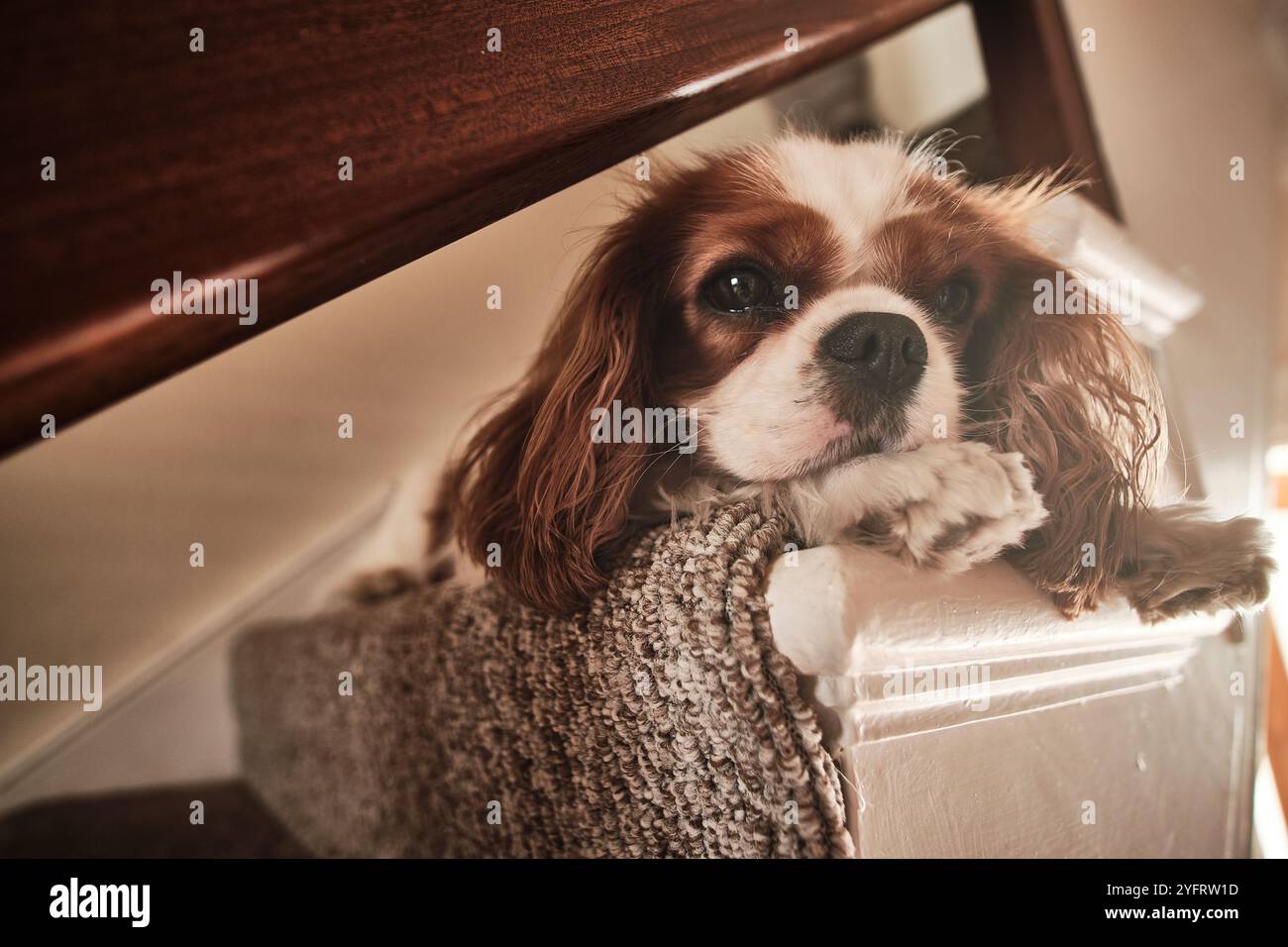 Re Charles Cavalier Spaniel sdraiato sulle scale appoggiando la testa sulle zampe. Foto Stock