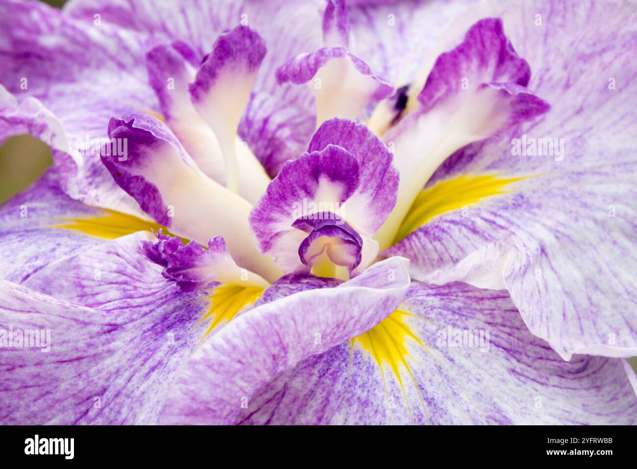 Iris ensata "Sea of Amethysts" Close-up dettaglio Iris Dettagli primo piano Foto Stock