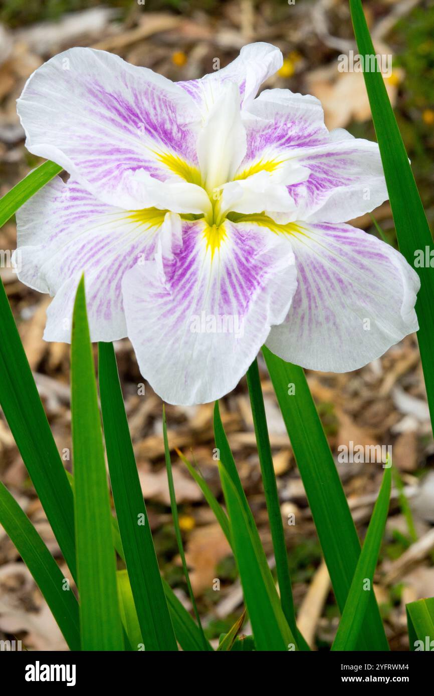 Luce Iris ensata brillante all'alba Foto Stock