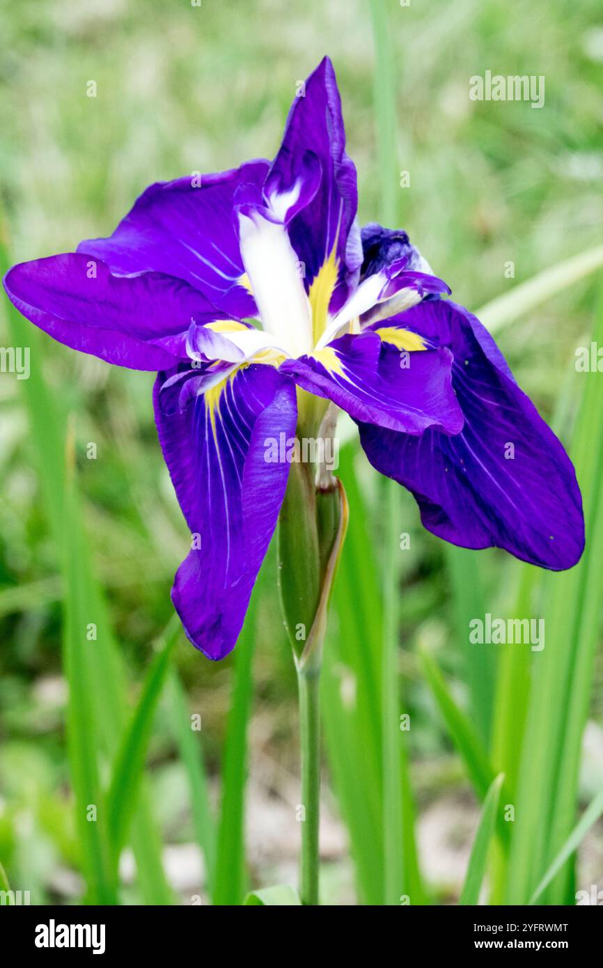 Ritratto del fiore dell'Iris blu scuro Iris Hanashobu Iris kaempferi Iridaceae Foto Stock