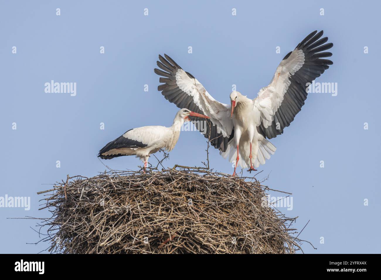 Cicogna bianca nel periodo del corteggiamento all'inizio della primavera, Bas-Rhin, Alsazia, Grand Est, Francia, Europa Foto Stock